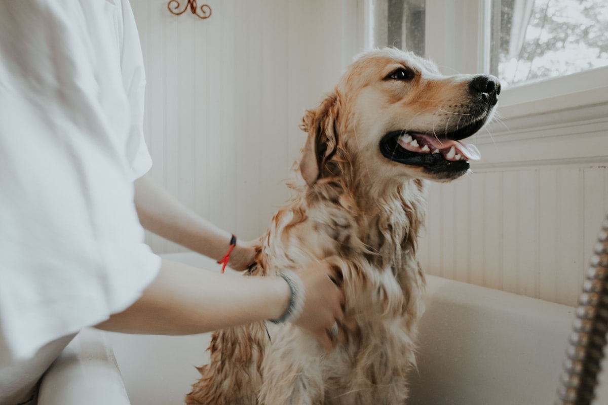 Ejemplo de página web para veterinarias en Guatemala